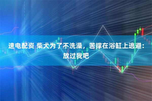 速电配资 柴犬为了不洗澡，苦撑在浴缸上逃避：放过我吧